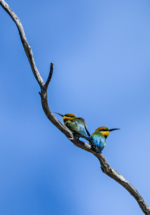 HC - Rainbow Bee-eaters - Kevin Hilton